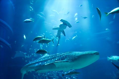 下から撮影した魚たち