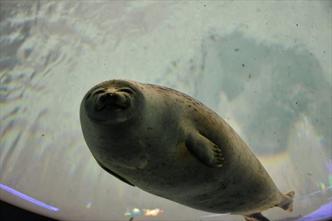 笑ってるアザラシ