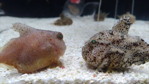 フウセンウオ2匹