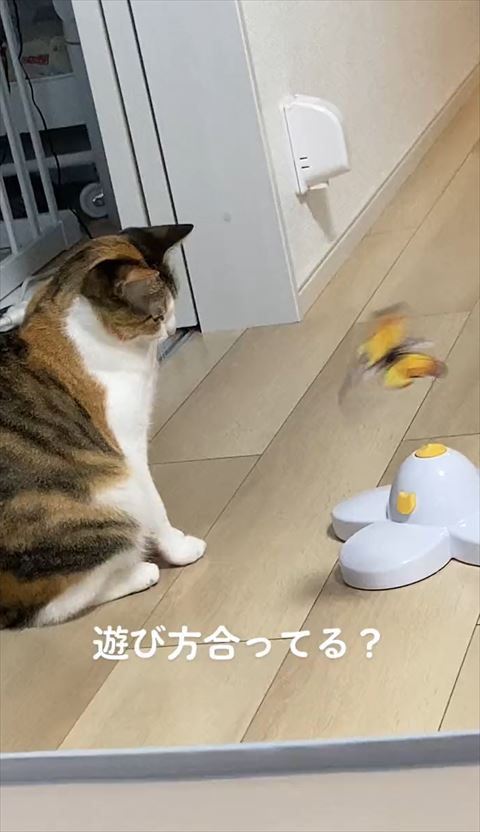 本体の真上で飛ぶ蝶々