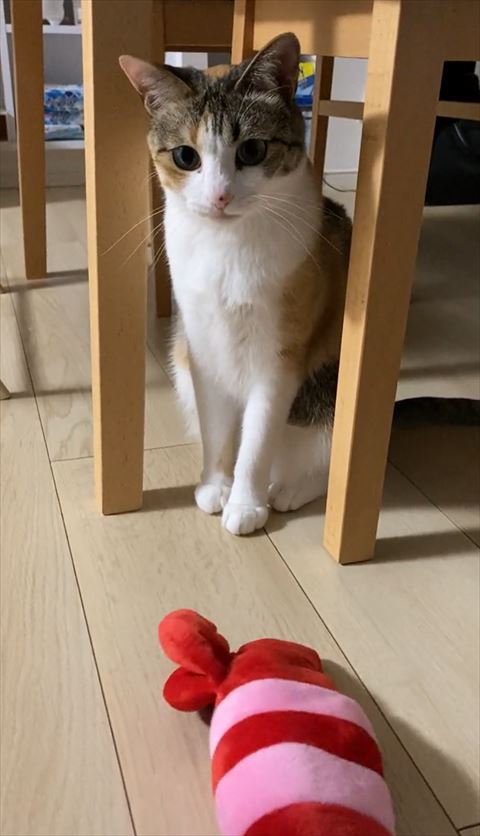 エビのおもちゃ