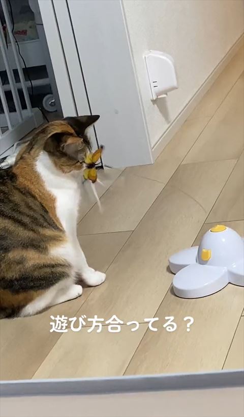 顔に当たってる蝶々