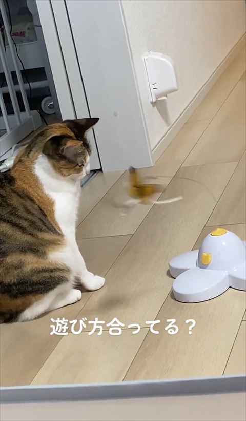 猫に向かう蝶々