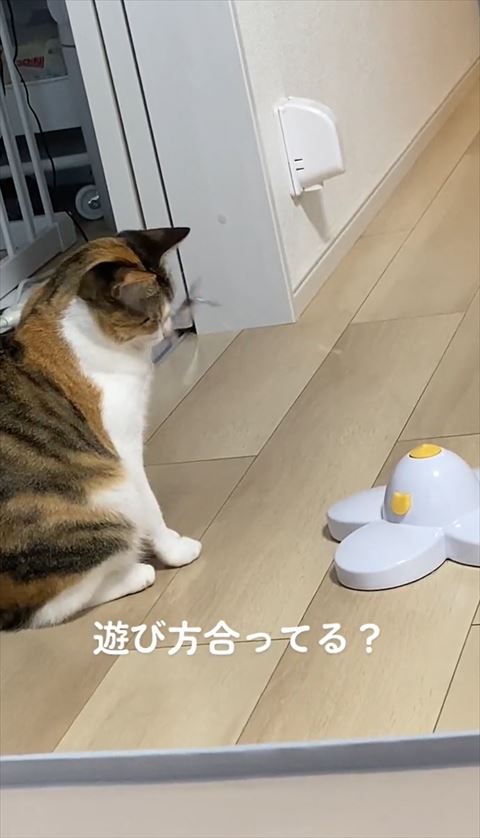 顔に当たって目つぶる猫