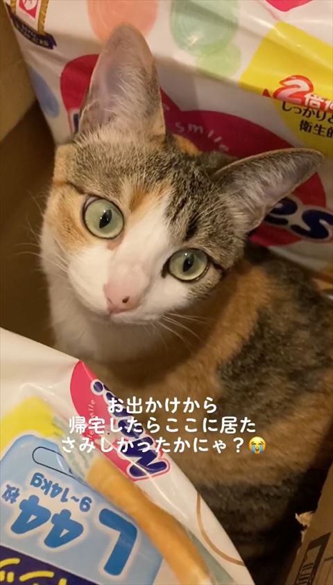 ダンボールの中にいる