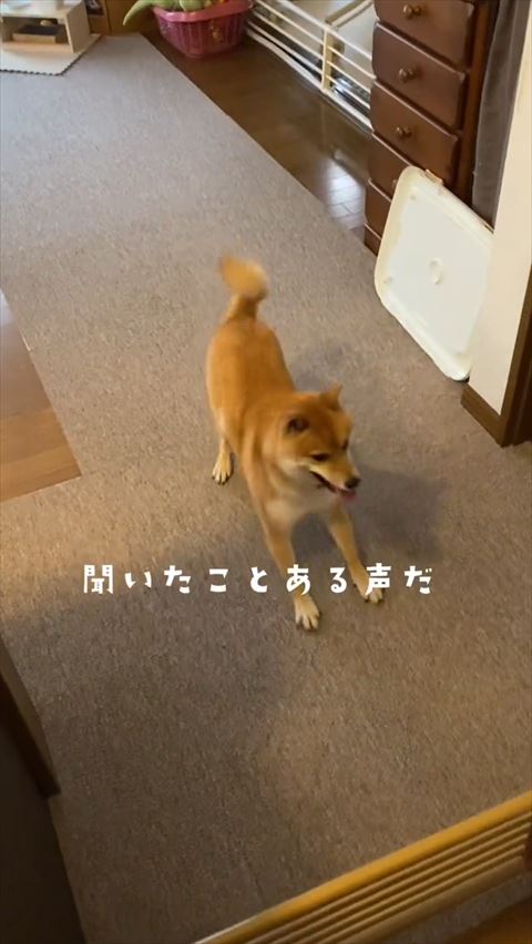 前足伸ばしている