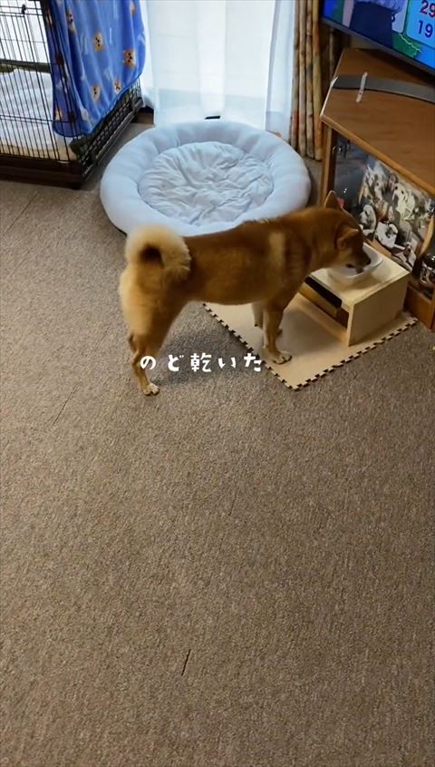 お散歩中