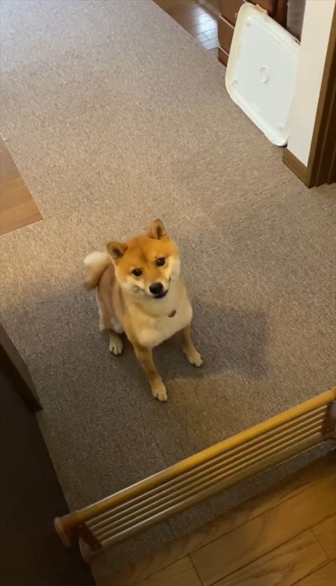 お座りしてカメラ目線