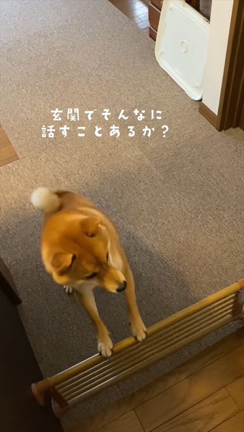 柵につかまり立ちしてのぞきこむ