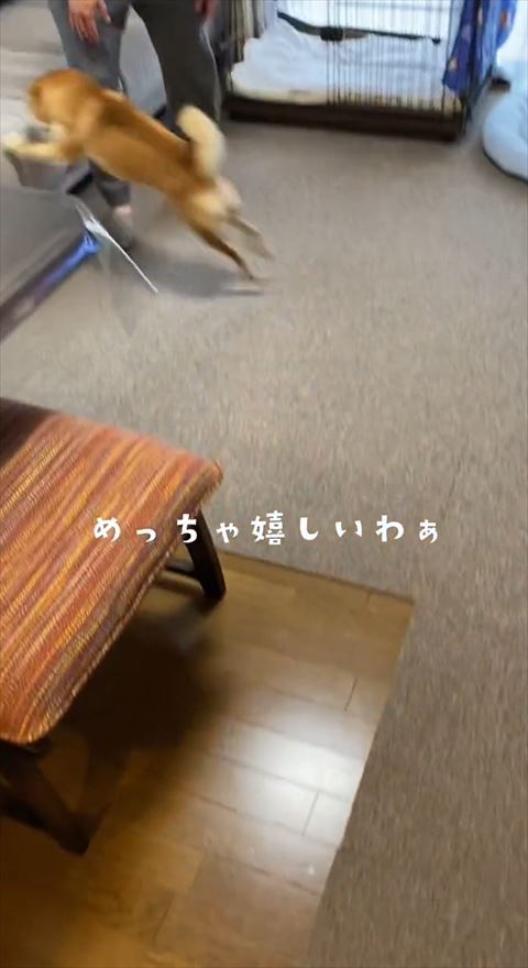 ソファに飛び乗る