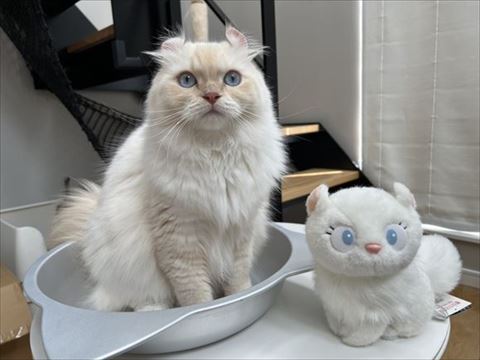 猫のぬいぐるみとおこめちゃん