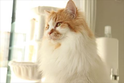 猫のぽてちくん横顔