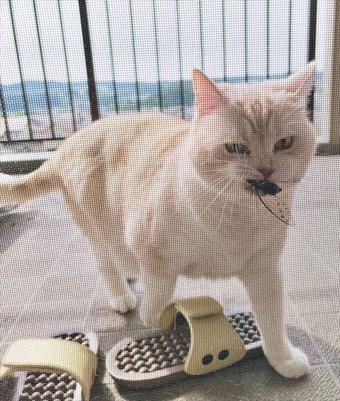 ベランダのスリッパの上猫正面
