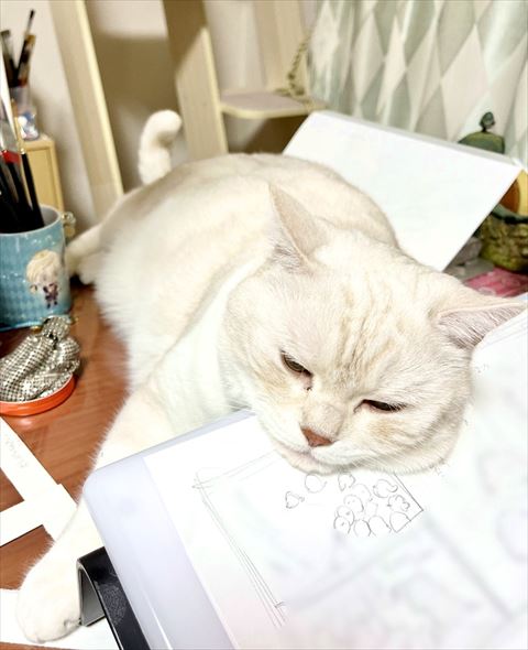画板で寝る猫
