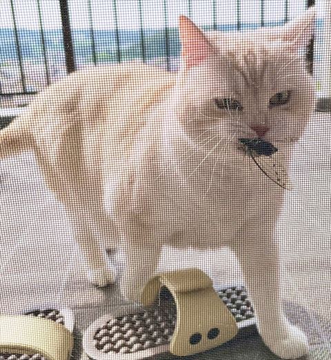 トリミング