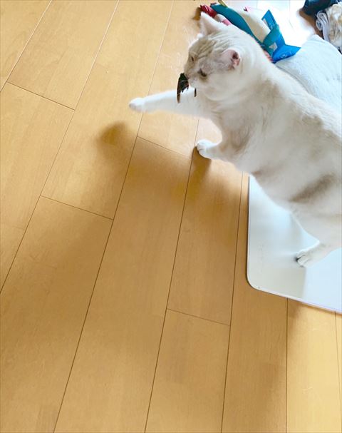 セミくわえて家の中
