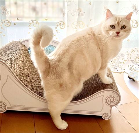 爪とぎにいる猫