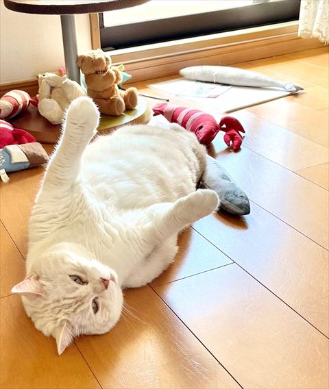 両前足のばしてごろん