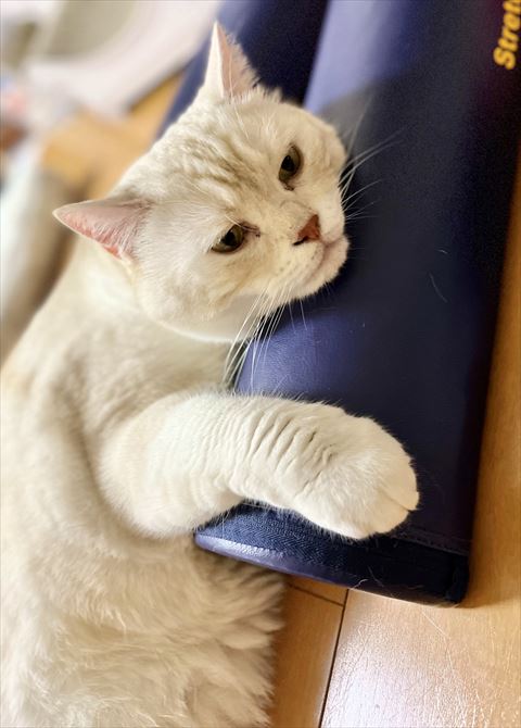 ストレッチポールに抱き着いてる