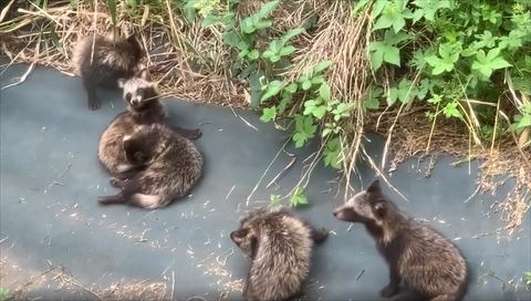 葉っぱかじってる子と左側見てる子たち