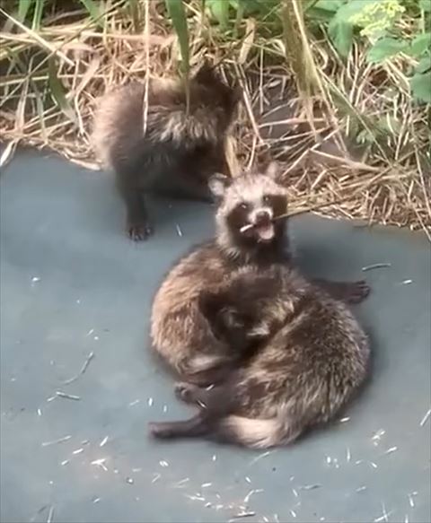 口あけて草かじってる