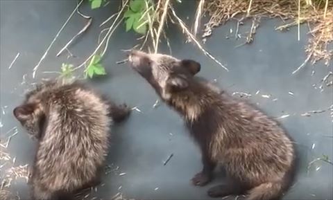 草に顔をのばすタヌキ