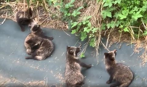 上を見るたぬき3匹猫