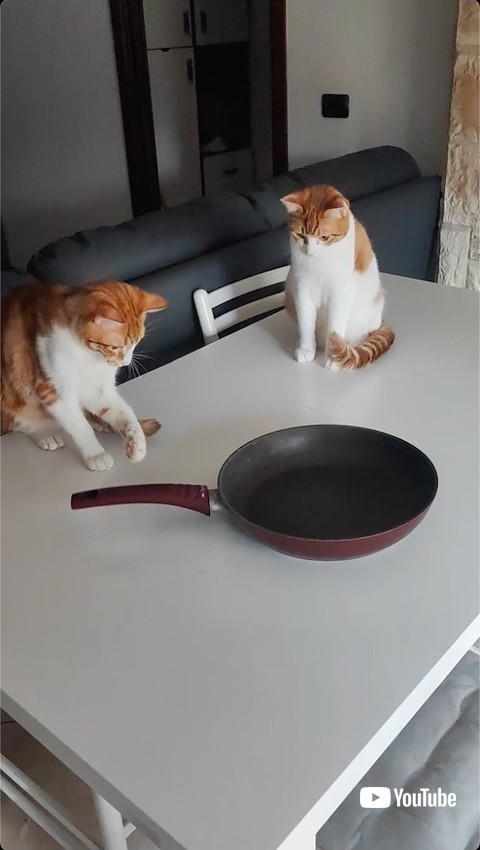 フライパンと猫