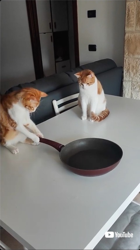 フライパンをつかむ猫