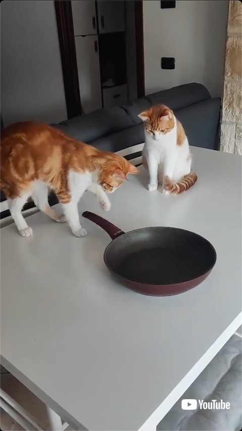 左前足で回す猫