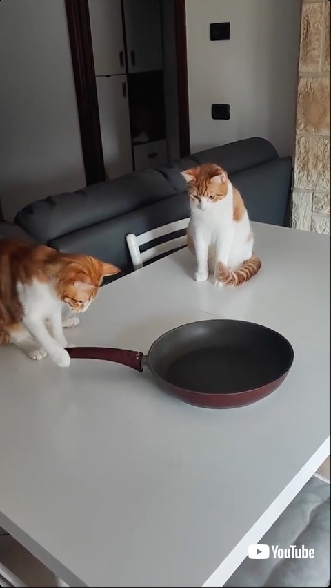 右前足で回す猫