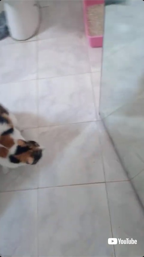 鏡を見る猫