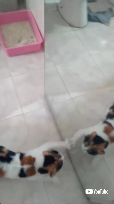 鏡に猫パンチをする猫