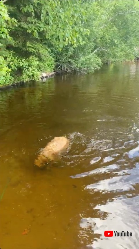 石を見つけた犬