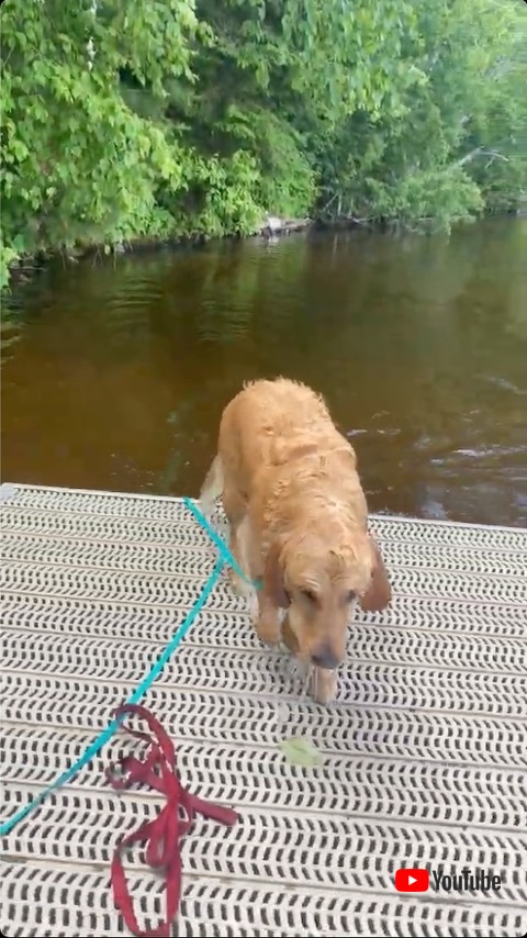 石を拾ってきた犬