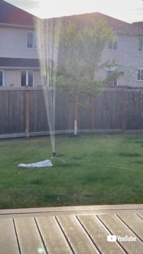 スプリンクラー前で待機する猫