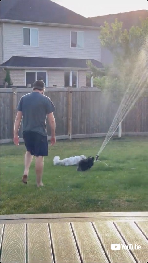 犬とじゃれあう猫