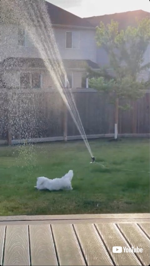 水を追いかけて走り回る猫