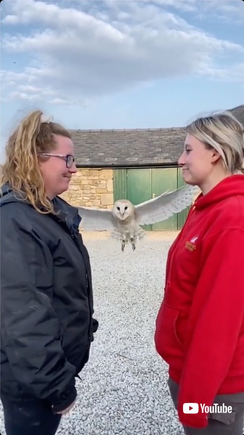 通り抜ける前のフクロウ