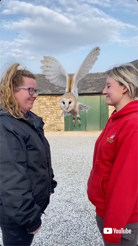 V字で通り抜けるフクロウ