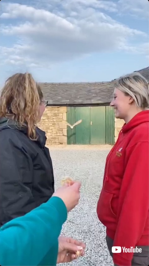 遠くにいるフクロウ