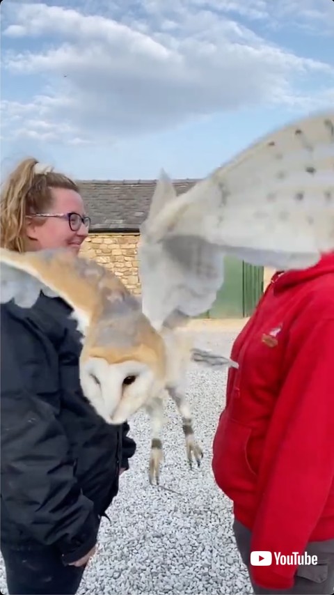 通り抜けたフクロウ