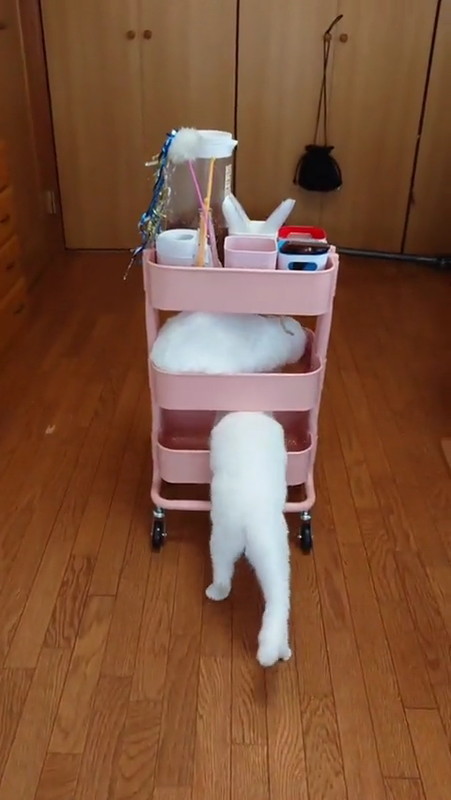 ワゴンを押す猫