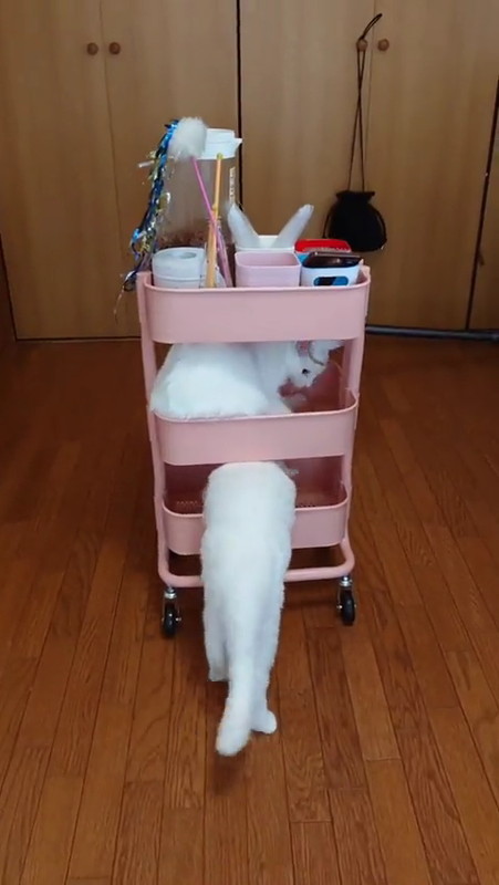 ワゴンを押す猫