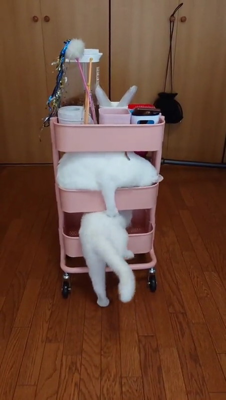 手助けする猫