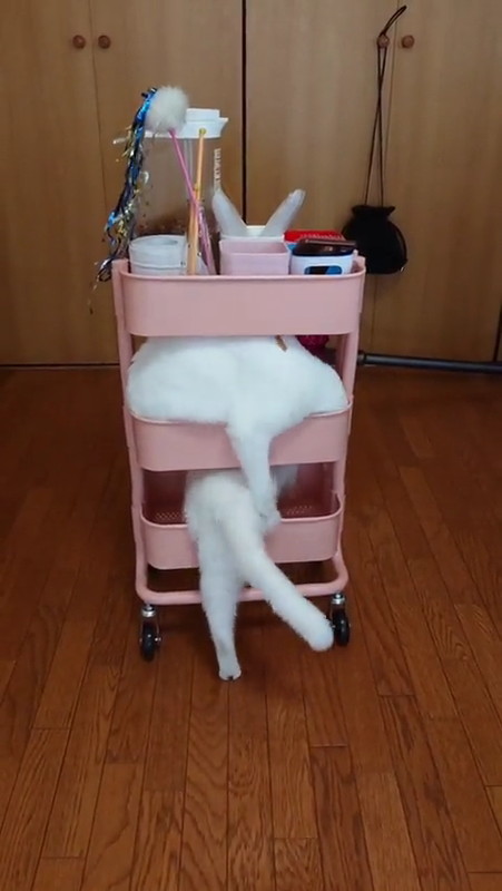 二度寝にむかう猫