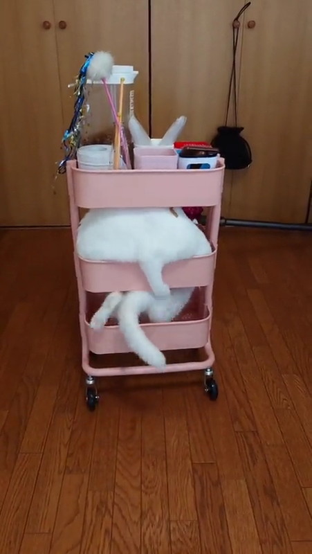 二度寝にむかう猫