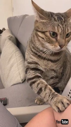 トントンする猫ちゃん