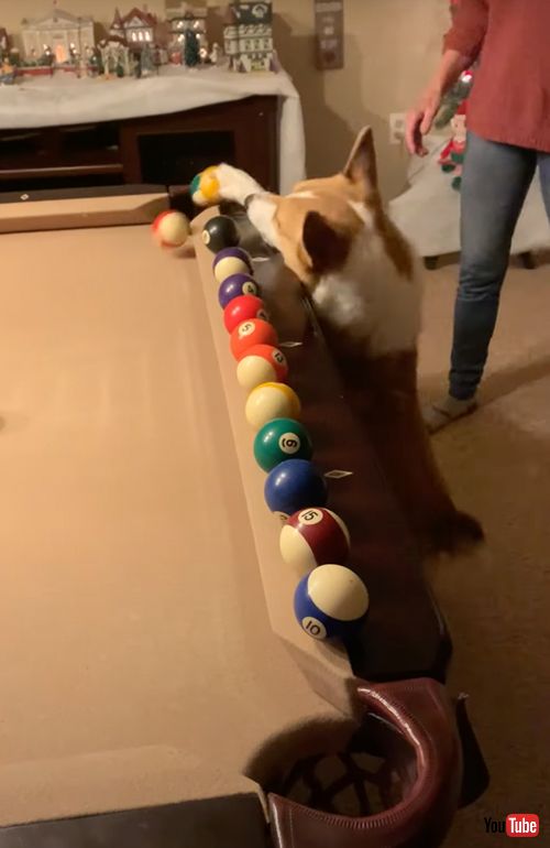 ビリヤードを楽しむワンコ