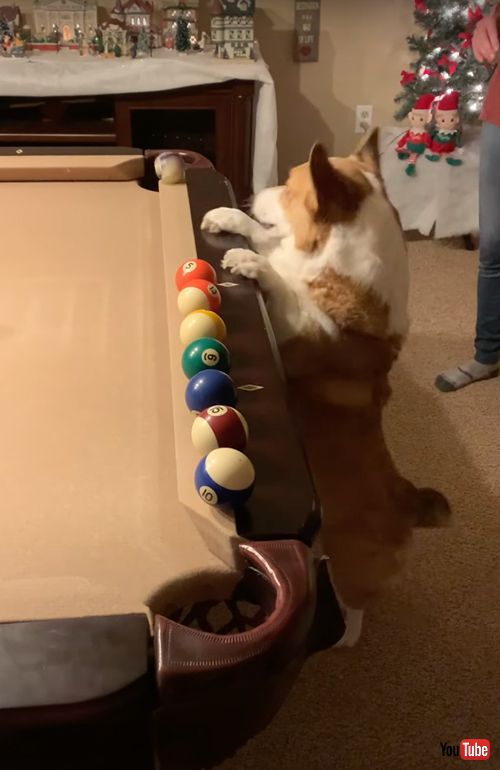 ミラクルショットをする犬